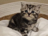 Chatonne Scottish Straight black silver tabby blotched avec pedigree à vendre