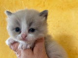 À réserver : 5 chatons Ragdoll LOOF, 4 mâles et 1 femelle, nés en janvier 2026