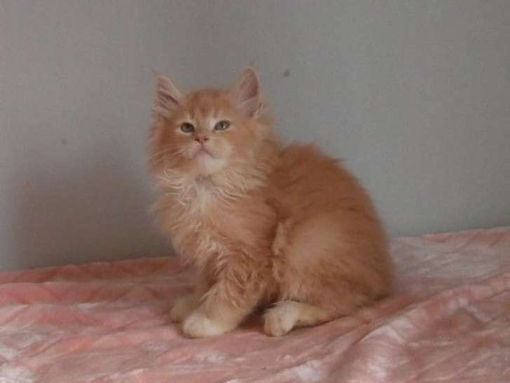 À réserver : 5 chatons Maine Coon, 4 mâles et 1 femelle, nés en octobre 2025