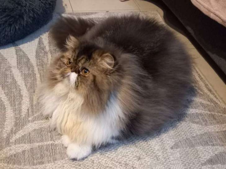 2 mâles Persans à vendre, brown et brown/blanc LOOF d'avril 2025