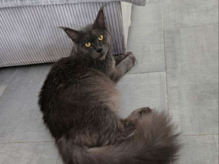Femelle Maine Coon retraitée d'élevage à vendre, née le 26 juillet 2023