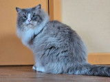 Saillie Ragdoll LOOF, mâle bleu tabby mink mitted né le 12 septembre 2021