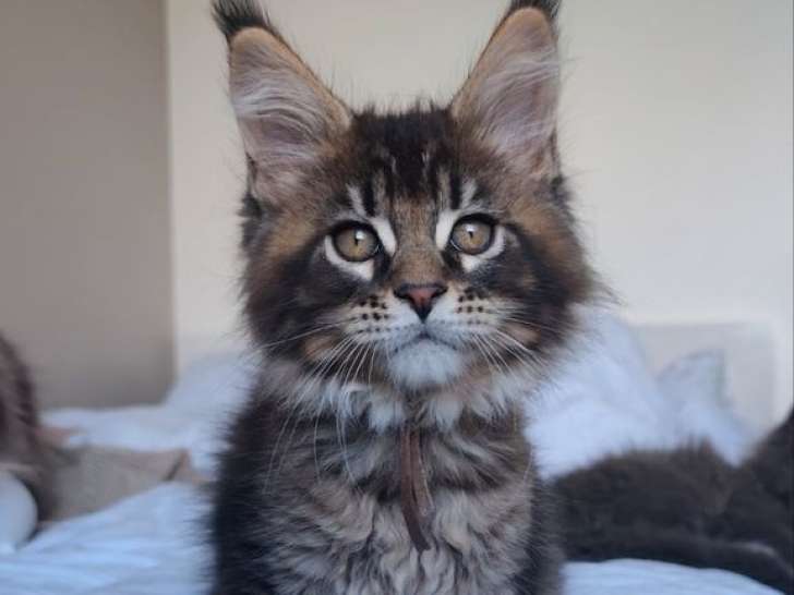 Chaton mâle Maine Coon brown ticked tabby LOOF, à réserver