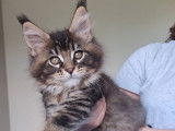 Chaton mâle Maine Coon brown ticked tabby LOOF, à réserver