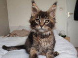 Chaton mâle Maine Coon brown ticked tabby LOOF, à réserver