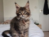 Chaton mâle Maine Coon brown ticked tabby LOOF, à réserver