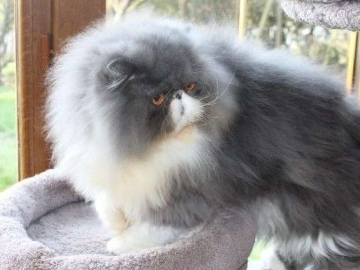 Persan LOOF retraité d'élevage à vendre, né le 21 juillet 2018