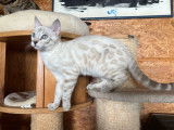 1 chatonne Bengal snow silver lynx à vendre, née le 3 d'octobre 2025, LOOF