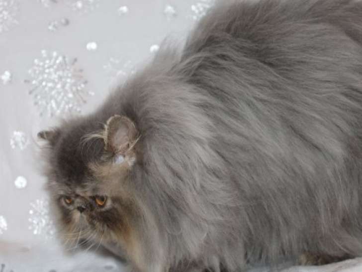 Persan LOOF mâle à vendre, né le 30 mai 2025