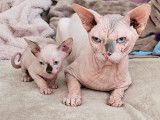 Sphynx mâle à vendre, yeux bleus, taches grises, né le 13 mars 2024 (non LOOF)