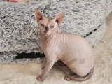 Sphynx mâle à vendre, yeux bleus, taches grises, né le 13 mars 2024 (non LOOF)