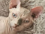 Sphynx mâle à vendre, yeux bleus, taches grises, né le 13 mars 2024 (non LOOF)
