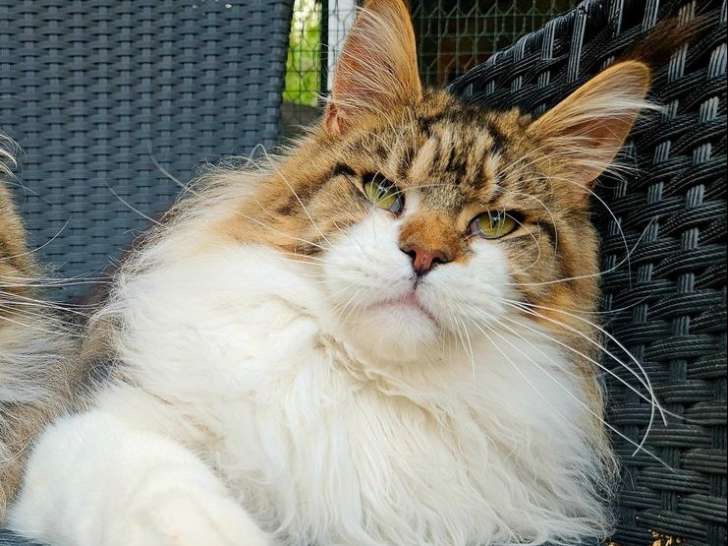 Saillie mâle Maine Coon LOOF brown mackerel tabby et blanc, né le 7 juillet 2024