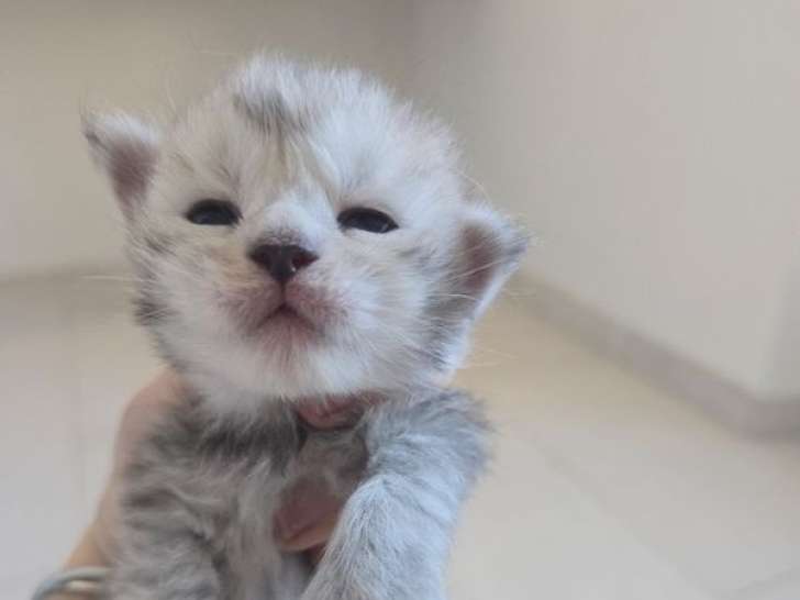 Chatons Maine Coon à réserver, nés récemment, LOOF