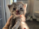 Chatons Maine Coon à réserver, nés récemment, LOOF