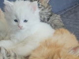 Chatons Maine Coon croisés Angora Turc à vendre