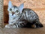 1 chatonne Bengal silver à réserver, black silver tabby, née en décembre 2025, LOOF