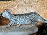 1 chatonne Bengal silver à réserver, black silver tabby, née en décembre 2025, LOOF