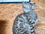 1 chatonne Bengal silver à réserver, black silver tabby, née en décembre 2025, LOOF