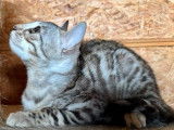 1 chatonne Bengal silver à réserver, black silver tabby, née en décembre 2025, LOOF