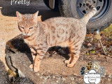 Bengal femelle retraitée à vendre, née le 23 janvier 2019, LOOF