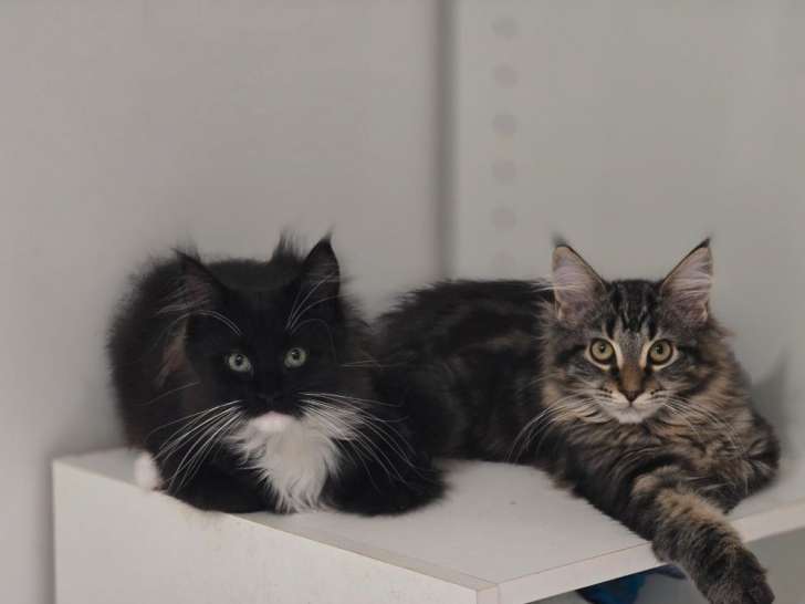 2 chatons Maine Coon à vendre, nés le 10 novembre 2025