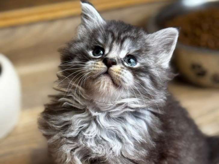 1 chatonne Maine Coon LOOF à réserver, black silver mackerel tabby, née le 8 janvier 2026