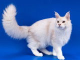 Mâle Maine Coon LOOF à vendre, Vanir, crème silver shaded, né le 12 février 2024