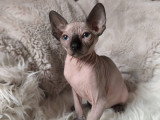 Magnifiques chatons Elf-Cat à vendre