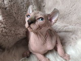 Magnifiques chatons Elf-Cat à vendre
