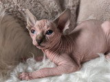Magnifiques chatons Elf-Cat à vendre