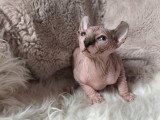 Magnifiques chatons Elf-Cat à vendre