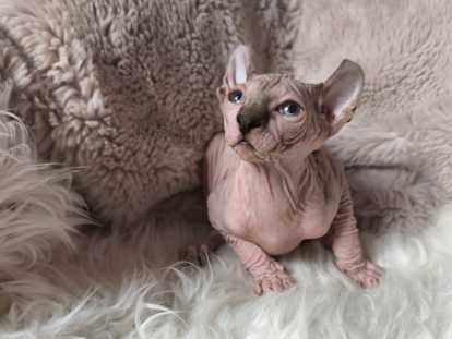 Magnifiques chatons Elf-Cat à vendre