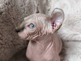 Magnifiques chatons Elf-Cat à vendre