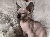 Magnifiques chatons Elf-Cat à vendre