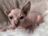 Magnifiques chatons Elf-Cat à vendre