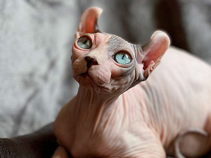 Sublime chatte Elf de qualité expo à vendre