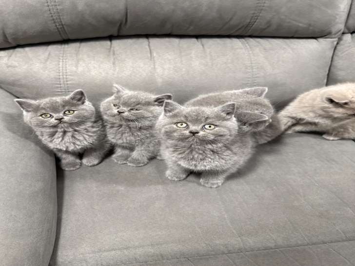 Chatons British Shorthair à vendre