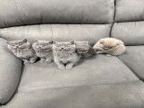 Chatons British Shorthair à vendre