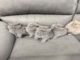 Chatons British Shorthair à vendre