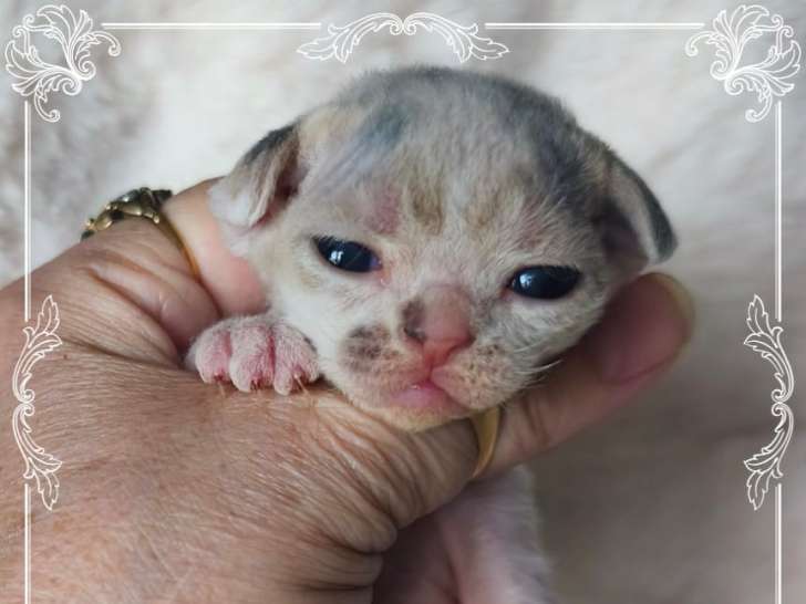 Chatons Devon Rex LOOF à vendre