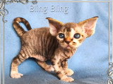 Chatons Devon Rex LOOF à vendre