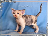 Chatons Devon Rex LOOF à vendre