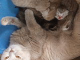 Chatons British Longhair croisés Scottish Fold à vendre