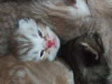 Chatons British Longhair croisés Scottish Fold à vendre