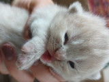 Chatons British Longhair croisés Scottish Fold à vendre