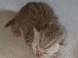Chatons British Longhair croisés Scottish Fold à vendre