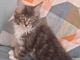 Chaton mâle Maine Coon LOOF