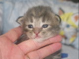 Chaton femelle Norvégien blue silver tabby LOOF Réservation