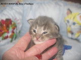 Chaton femelle Norvégien blue silver tabby LOOF Réservation